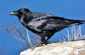 A raven seen in profile perched on a rock next to a sprig of berries