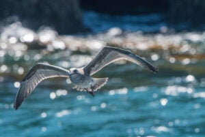 A gull in flight in front of sparkling water