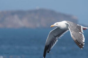 A gull in flight with a blurry ocean and cliff landscape in the background