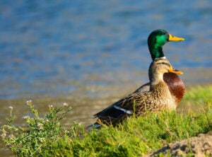 Two ducks standing at the shore in the grass