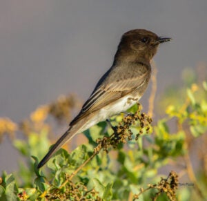 A bird perched on a sprig of a budding bush