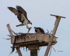 Osprey landing on a nesting platform with a fish in its talons