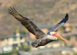 A pelican in flight with hillside houses in the background