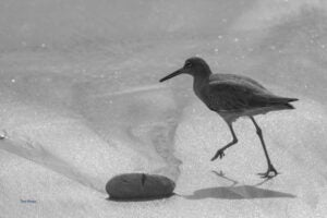 A small sea bird walking on the sand