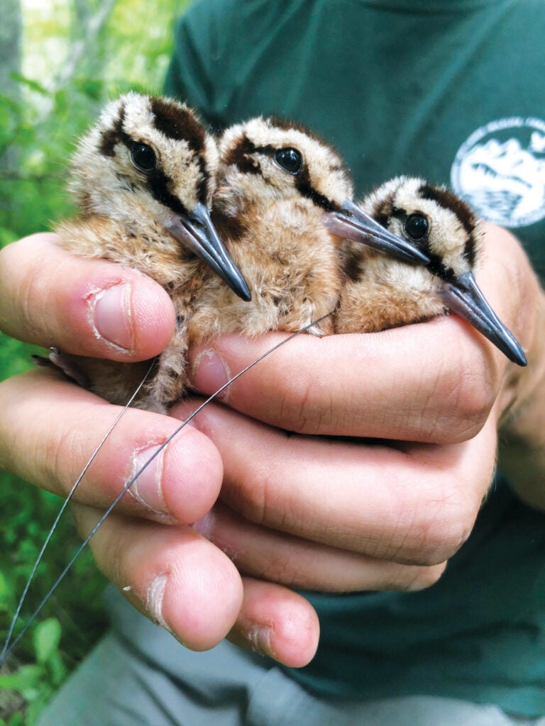 Three 2-day-old American woodcock hatchlings being fitted with radio telemetry transmitters for tracking and monitoring