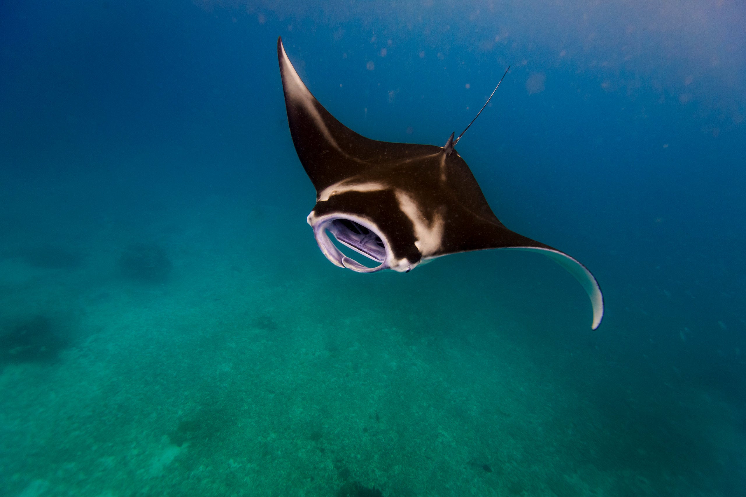 Underwater reef manta photograph by Jason Jaacks is part of a multi-year visual study of the biodiversity of the Coral Triangle region of the south Pacific.
