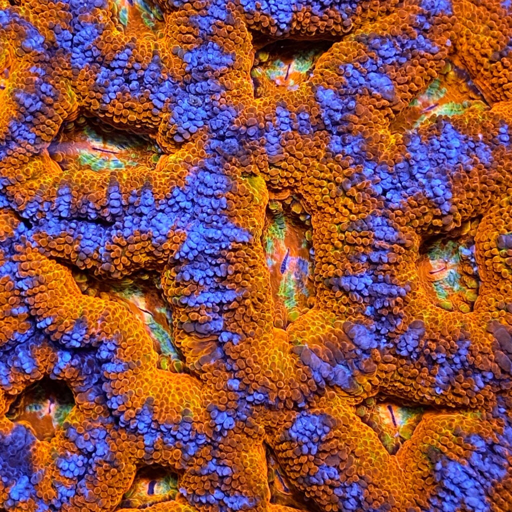 A close-up view of micromussa lordhowensis coral colony, shot at Love the Reef, a marine animal distributor/coral aquaculture facility in Wilmington, Mass