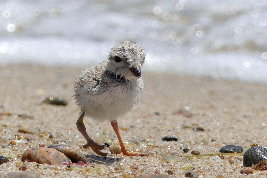 Piping plover chick, the last surviving member of its brood