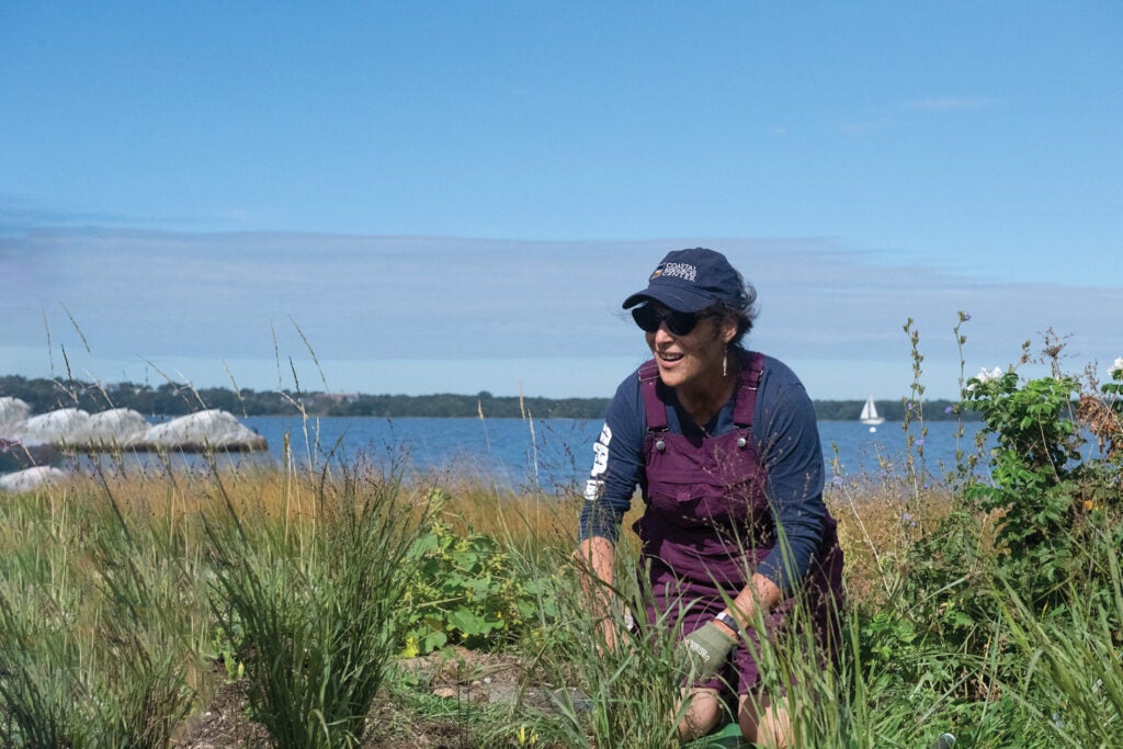 Pam Rubinoff, M.M.A. ’90, a coastal resilience specialist for CRC, planting buffer vegetation on Narragansett Bay to help prevent soil erosion