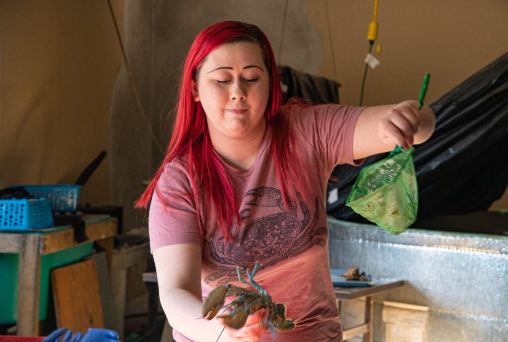 Riley Anne Secor conducts research on shell disease in the American lobster at the Marine Ecosystems Research Lab at the Graduate School of Oceanography.