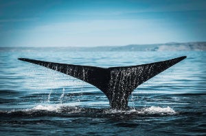 Right whale tail, Peninsula Valdes