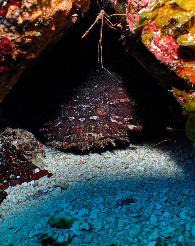 A toadfish with camouflaging colors hiding beneath a reef, Belize’s Barrier Reef system