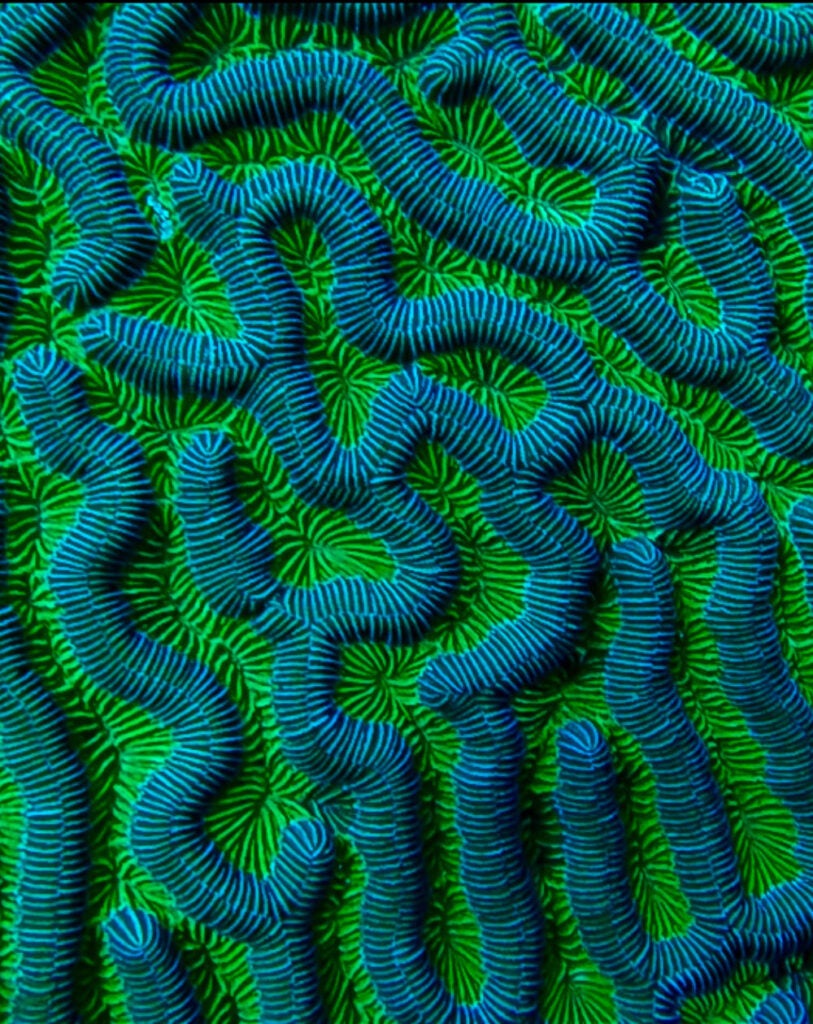 A close up of maze coral off the coast of St. George's Caye, Belize, taken by Janelle Mercer during an underwater archaeology class with Diving Safety Officer Anya Hanson
