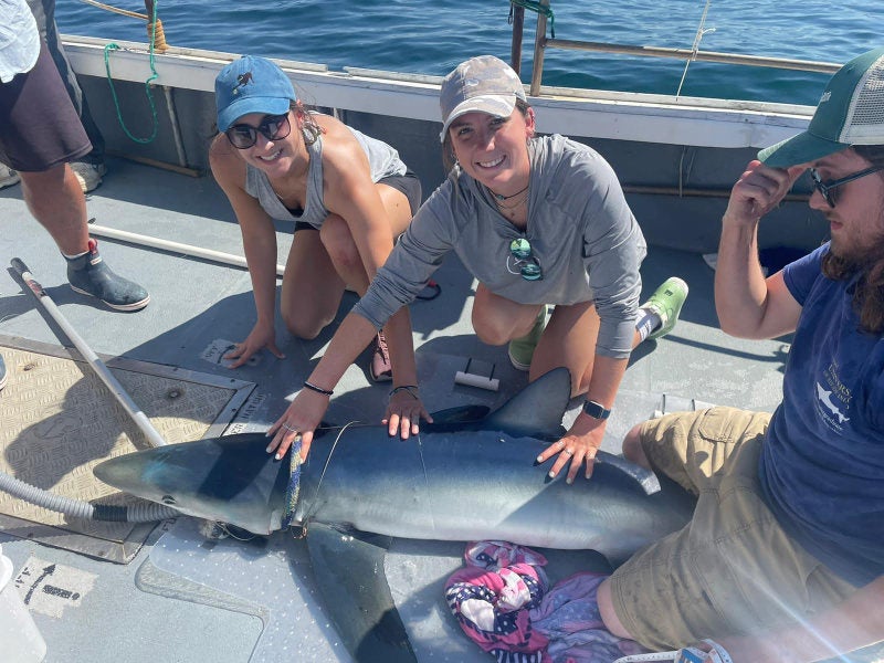 Students holding a mako shark while studying and tagging it.