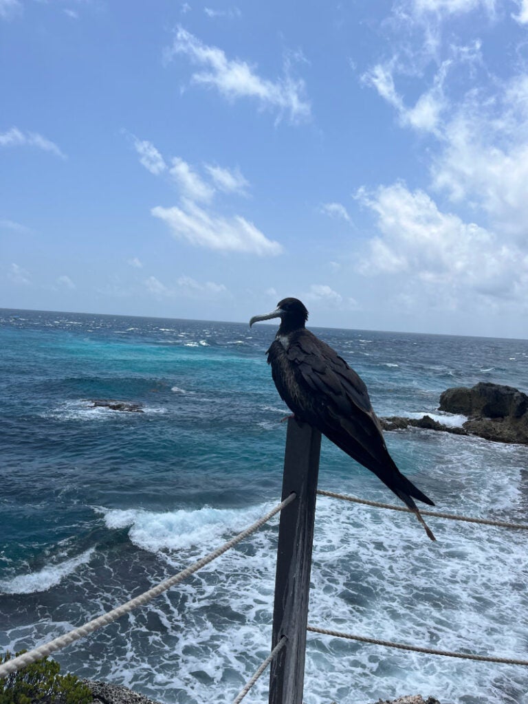 Black shore bird seated on a fence pole, Isla Mujeres, Mexico