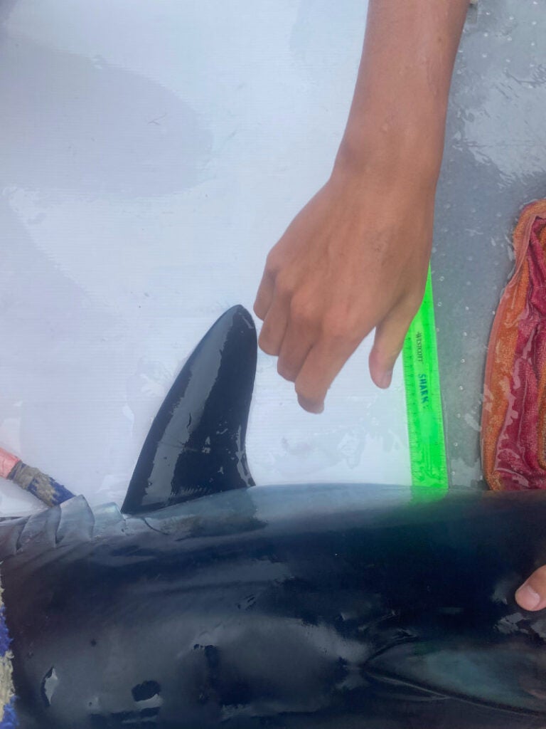 A student taking measurements of a mako shark