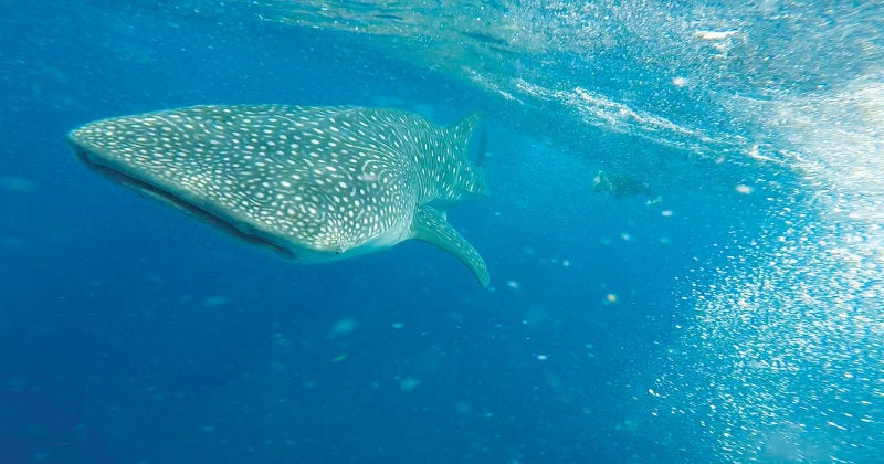 Underwater picture of a whale shark