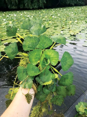 A hand holding a clump of water chestnuts over the water, with water lilies visible in the background