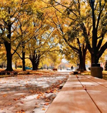 A tree-lined pedestrian walkway in autumn