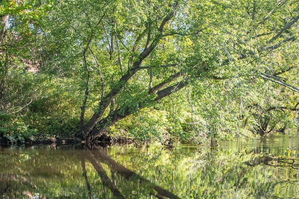 a calm view of the Blackstone River flowing past large trees and bright green foliage