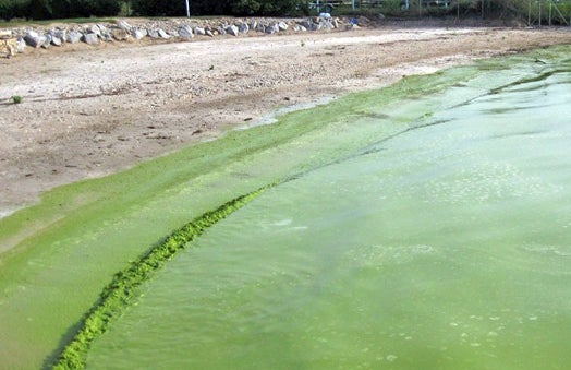 Blue-green algae bloom. Photo by NASA.