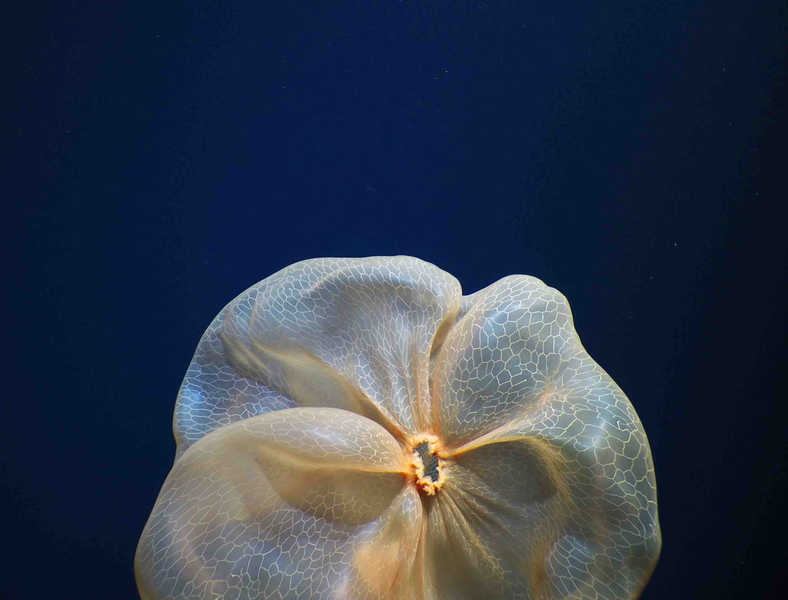 Deepstaria Medusa