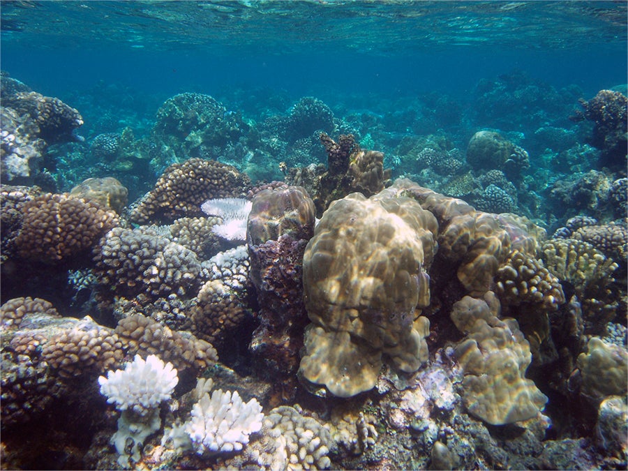 Corals on the lagoon reefs of Mo'orea