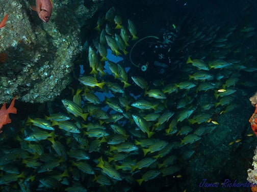 Callie Veelenturf swims with snapper fish