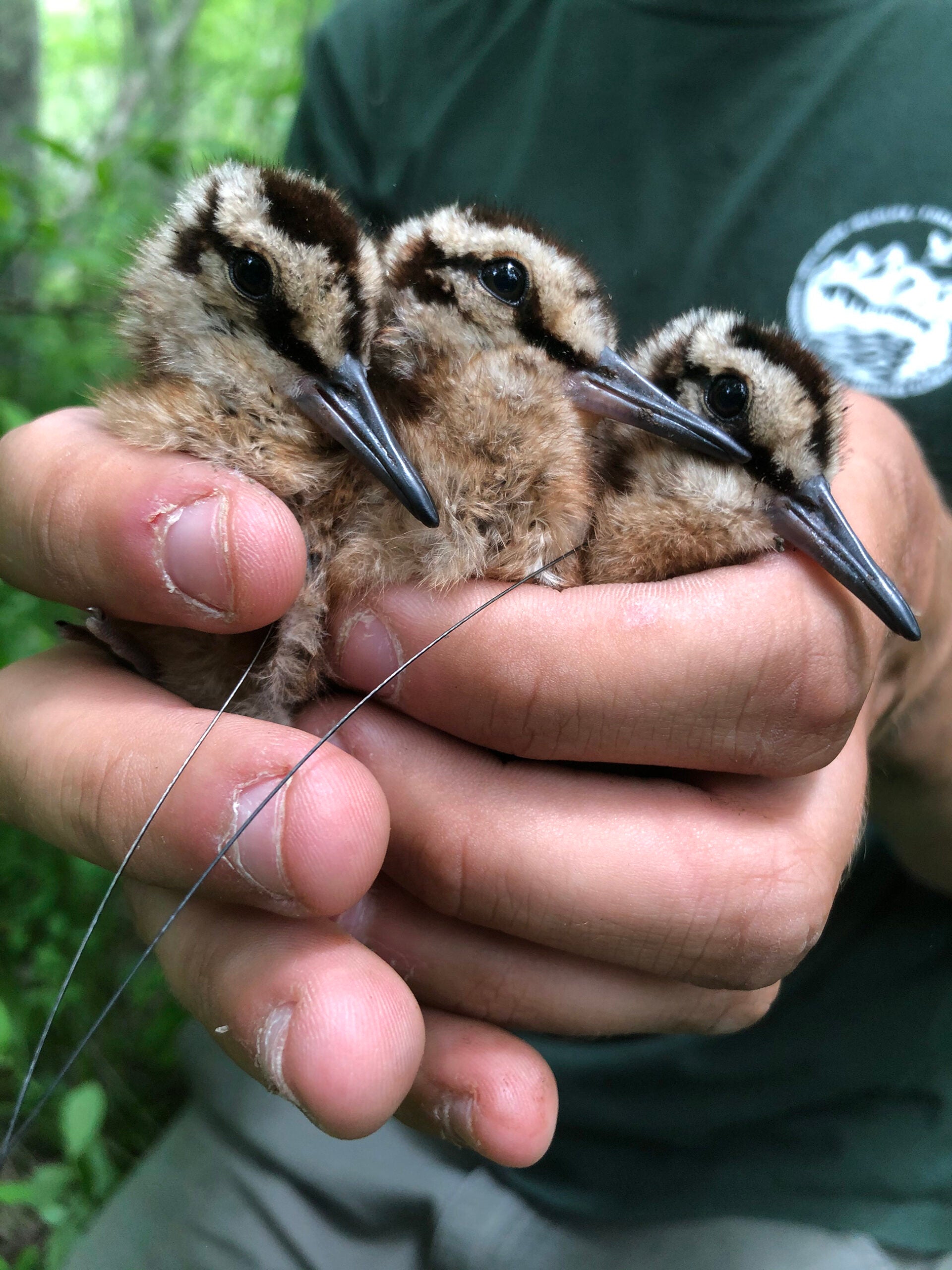 A handful of woodcock chicks. Photo courtesy of Justin Moore