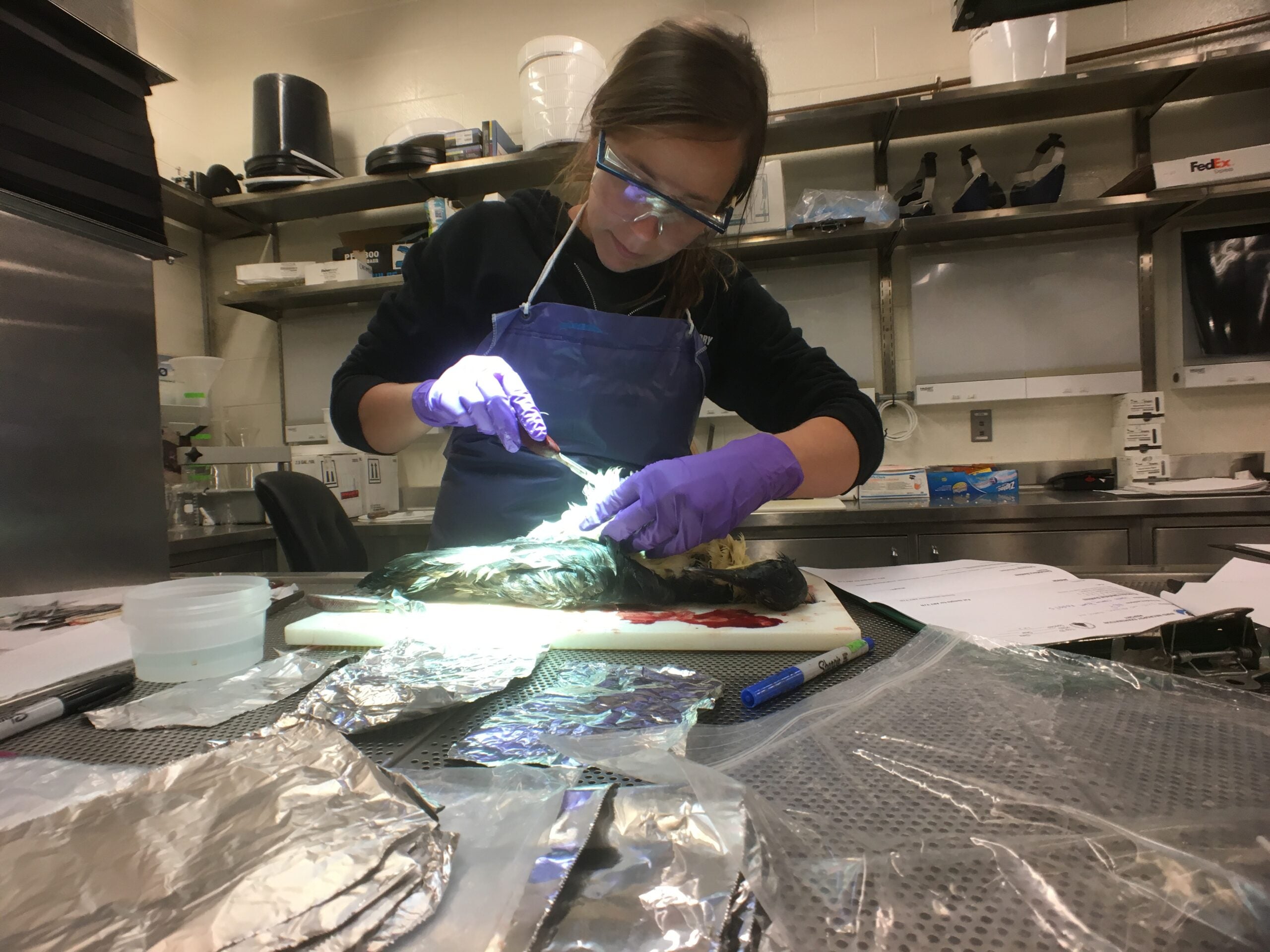 Anna Robuck dissects a seabird
