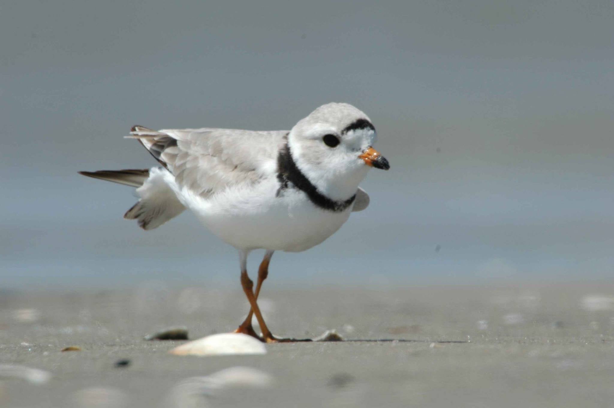 bird on beach