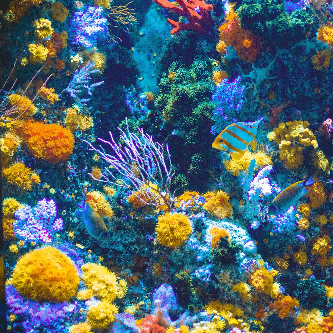 Coral