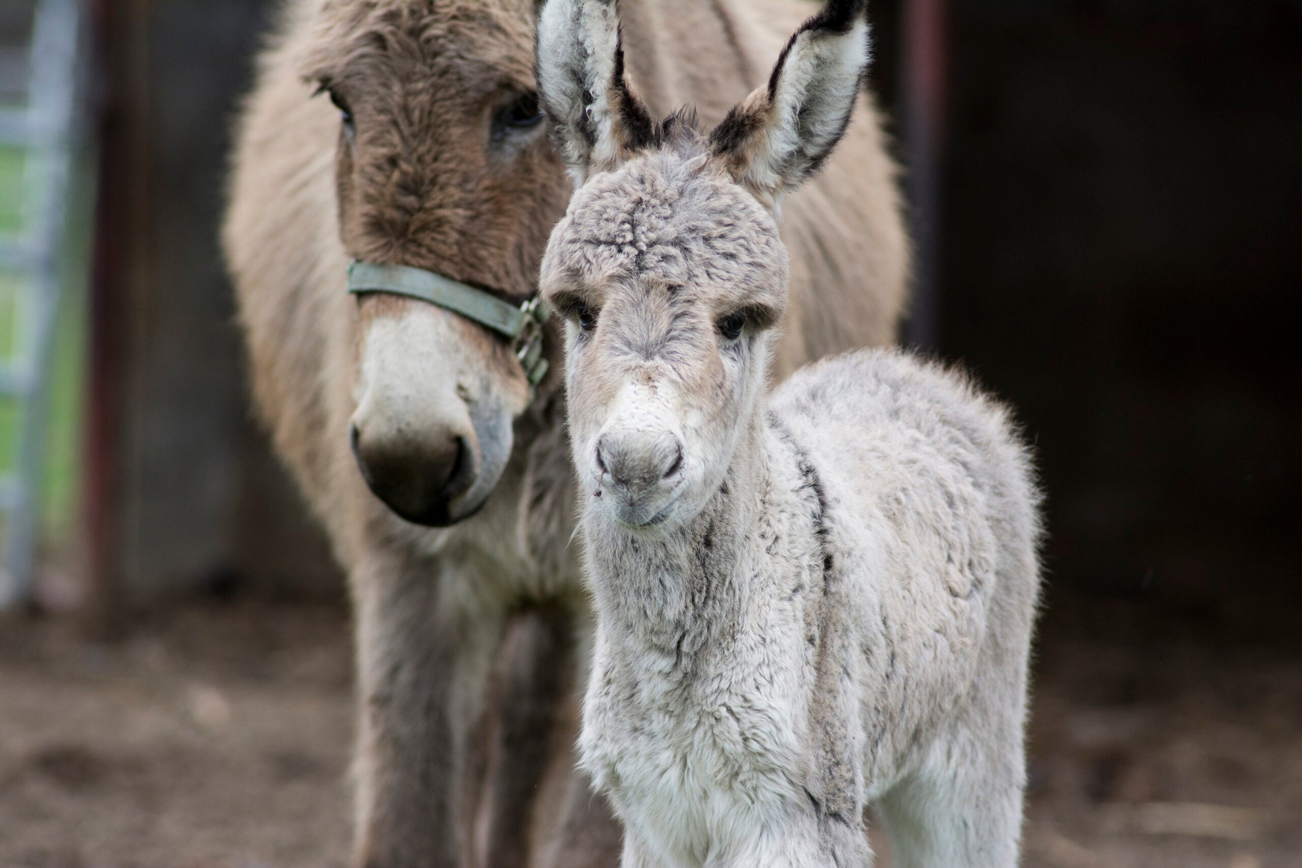 Donkeys, Sheep, and pigs at URI's Peckham Farm