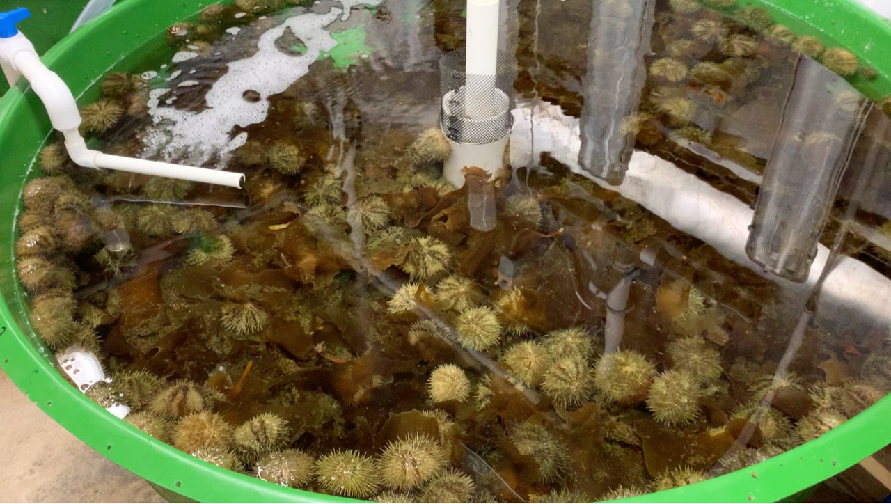 Green sea urchin brood stock