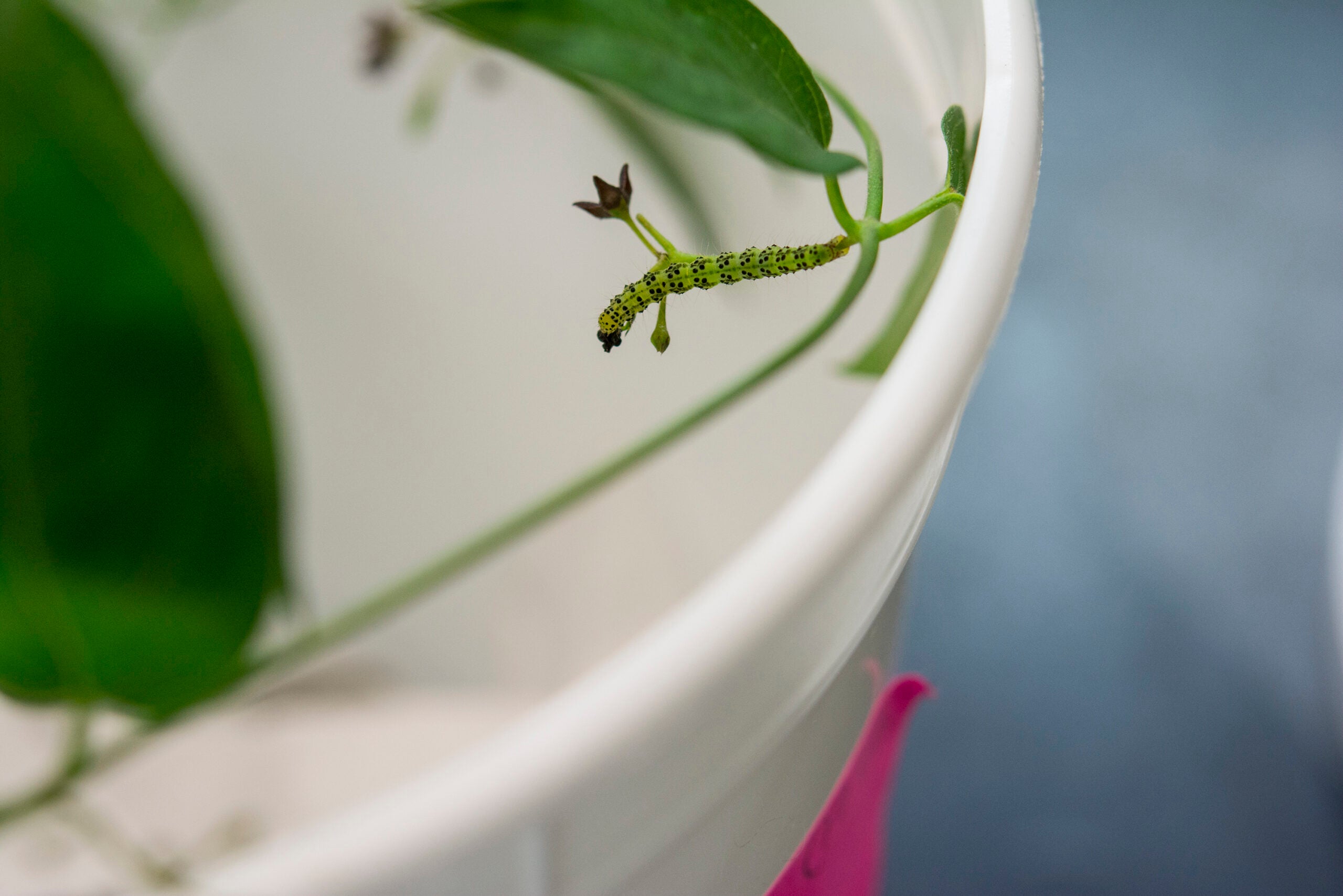 Hypena opulenta caterpillar