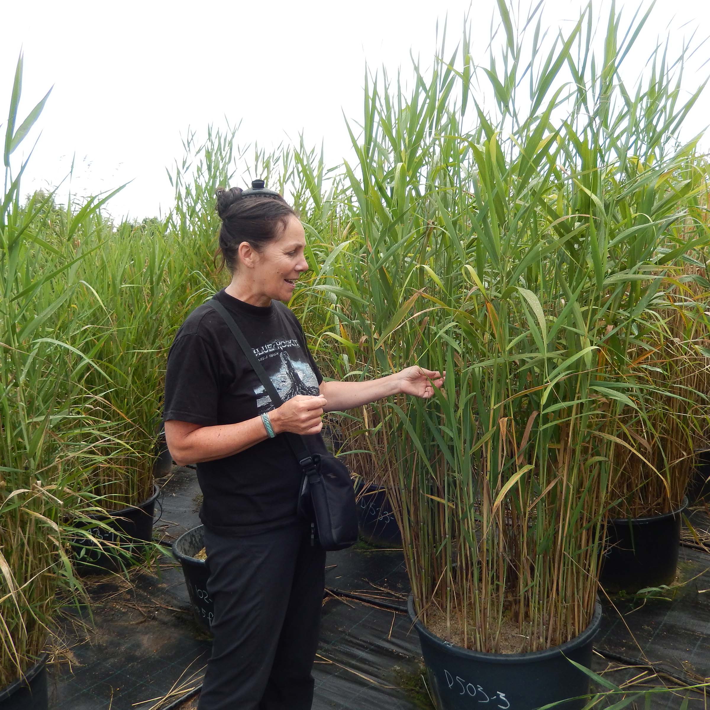 URI Professor Laura Meyerson in a common garden in the Czech Republic