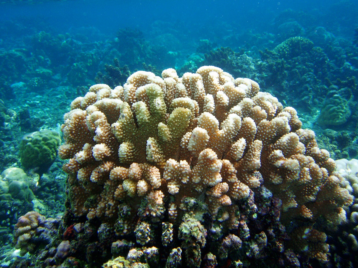 Pocillopora, one of the coral species to be studied