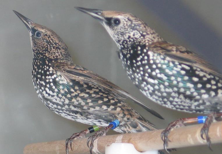 Two European starlings prepare to fly in a wind tunnel