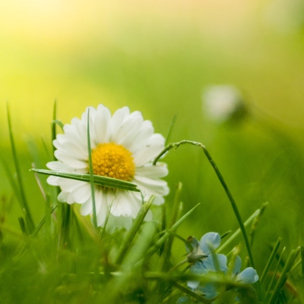 Daisy