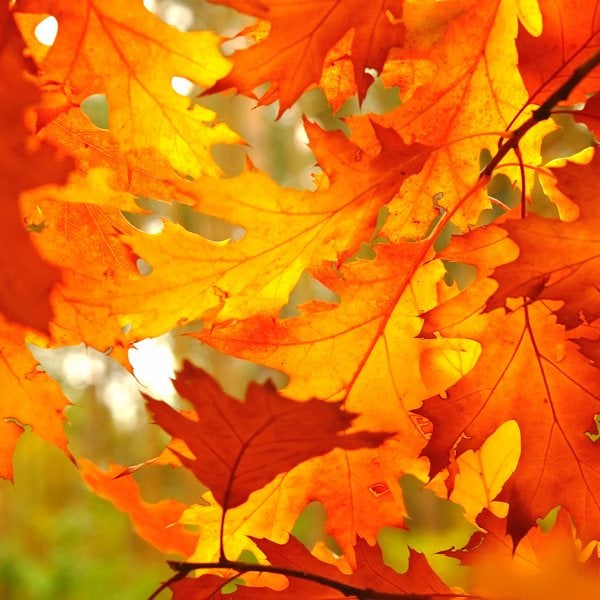 Autumn