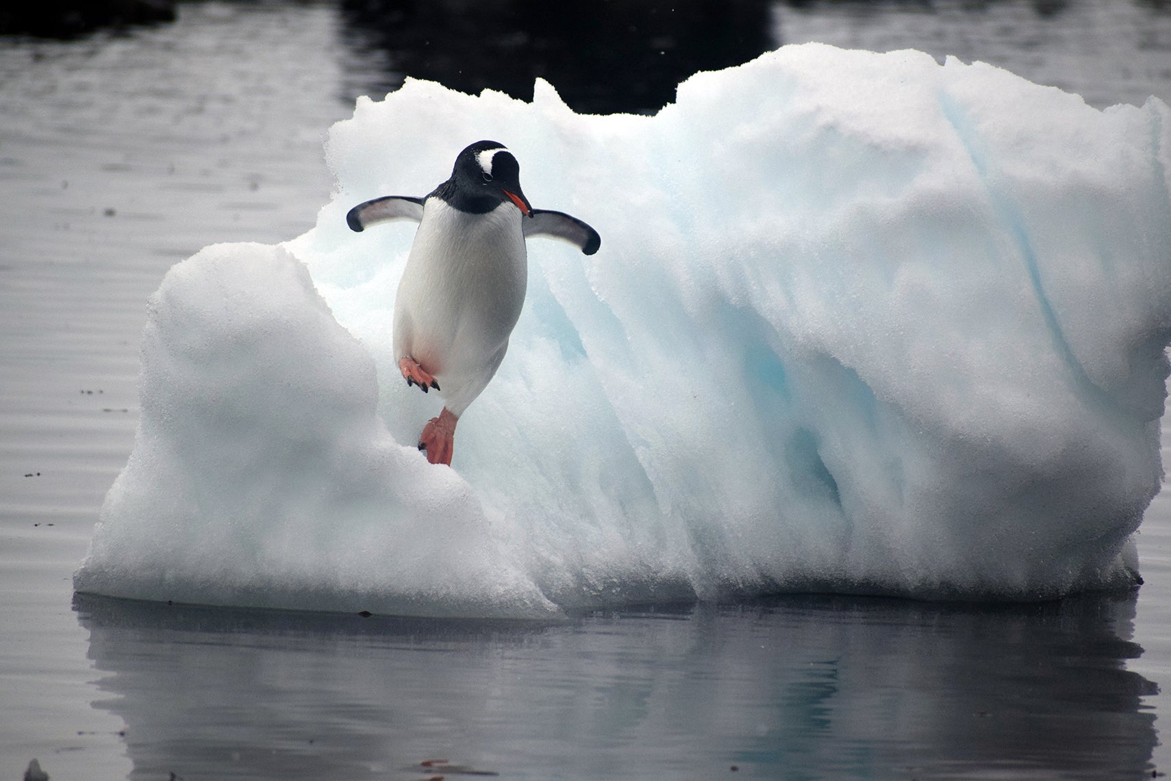 : A gentoo penguin leaps off an ice flow into Mikkelsen Harbor