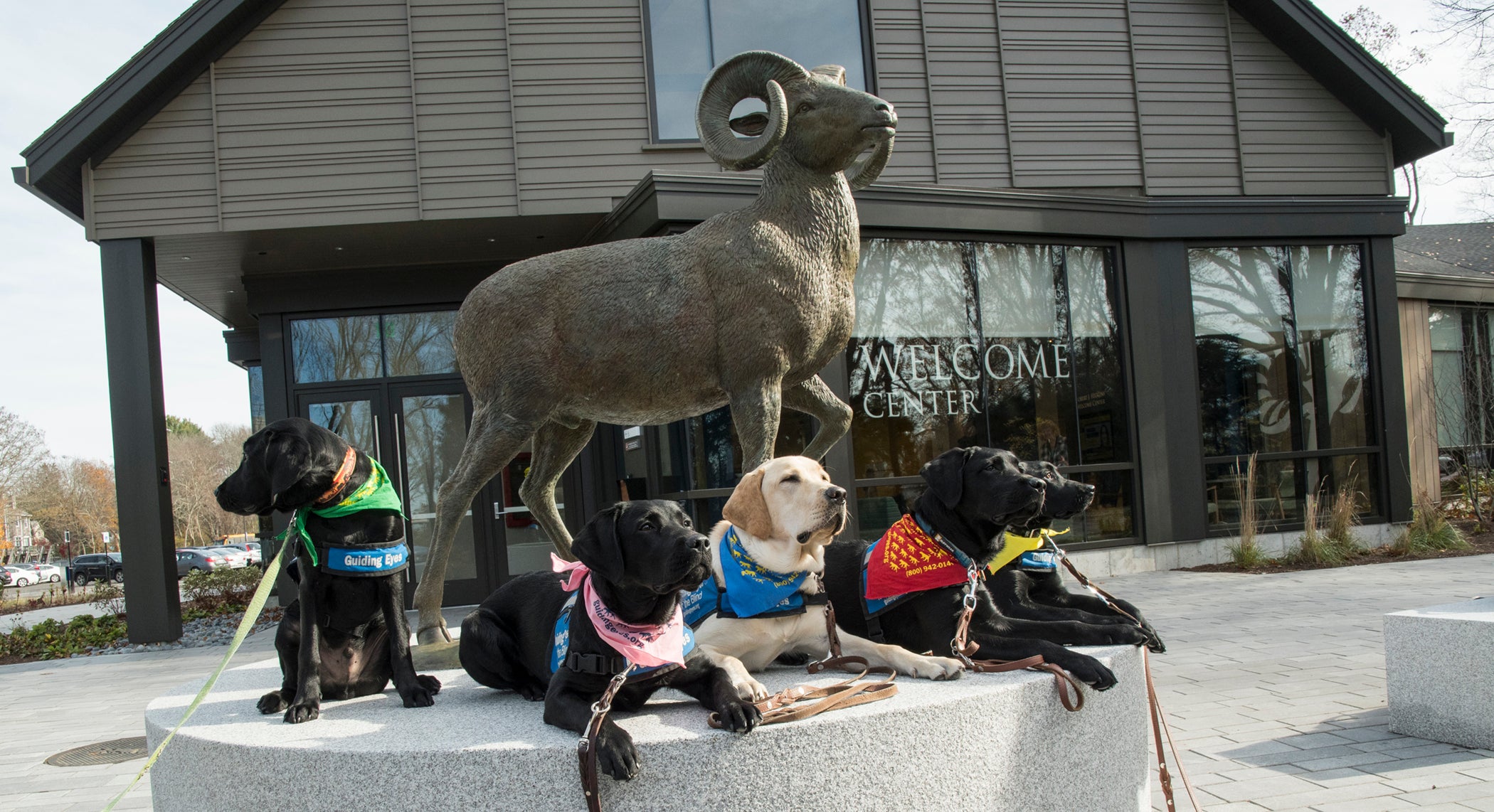 The URI Puppy Raisers' guide dogs in training pose outside the URI Welcome Center.(URI photo/Nora Lewis)