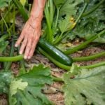 zucchini plants being picked