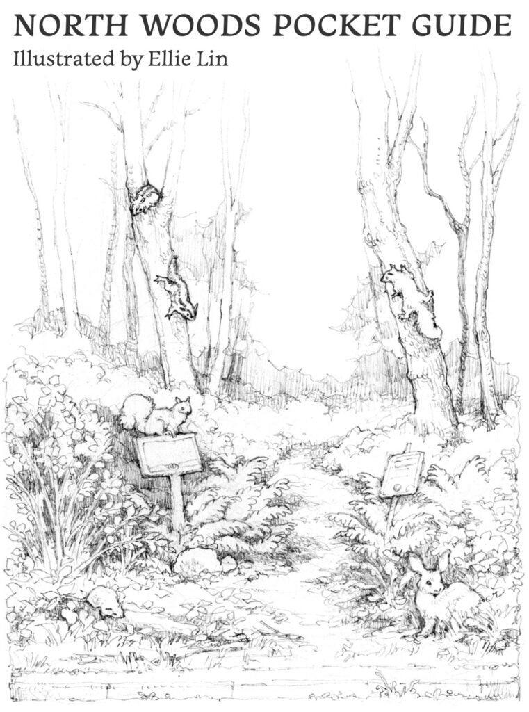 North Woods pocket guide cover