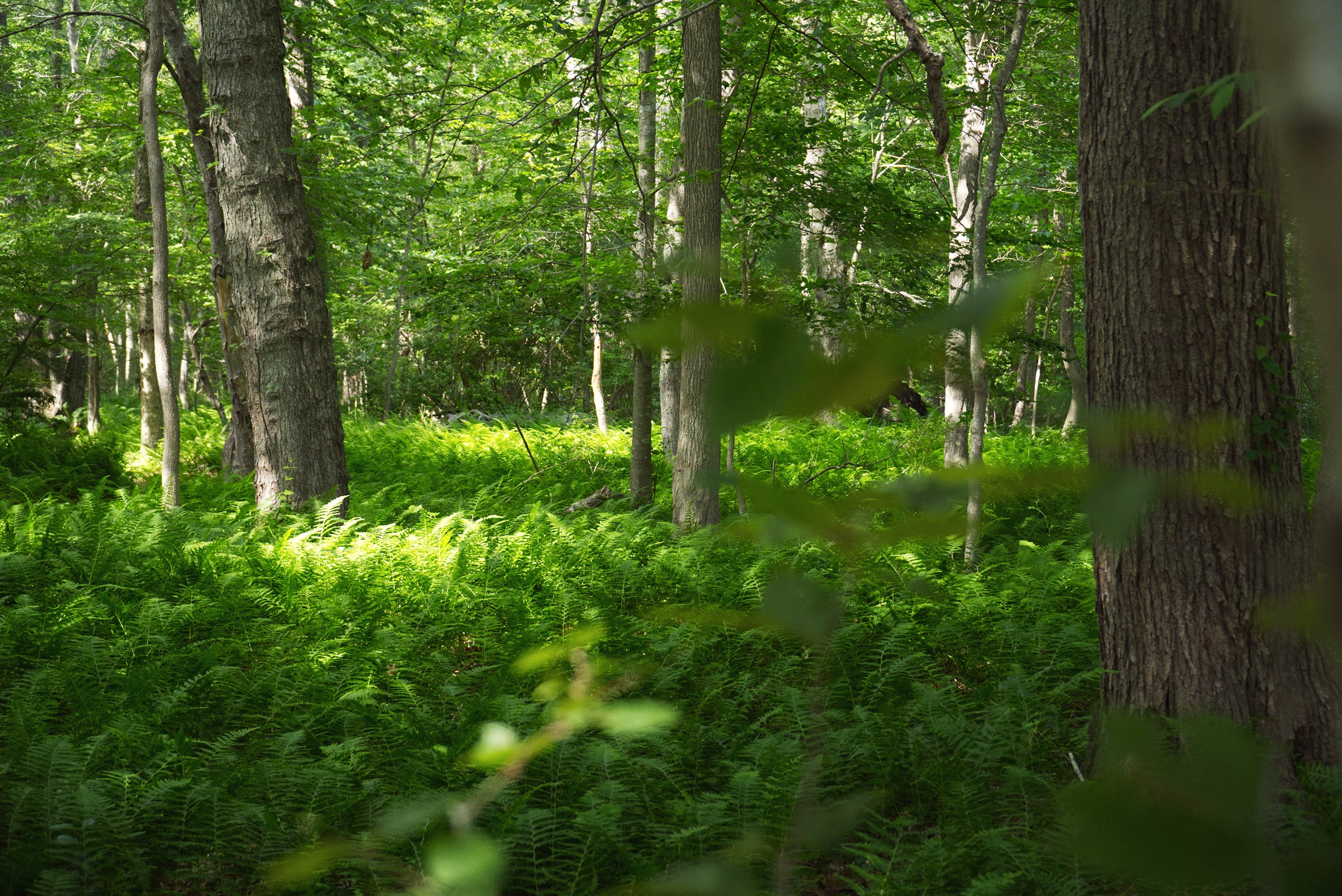green ferns cover the ground among trees in URI's North Woods