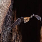 greater spear-nosed bat