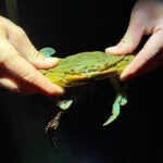 Crab