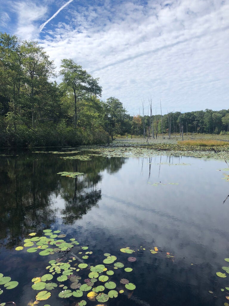 wetland
