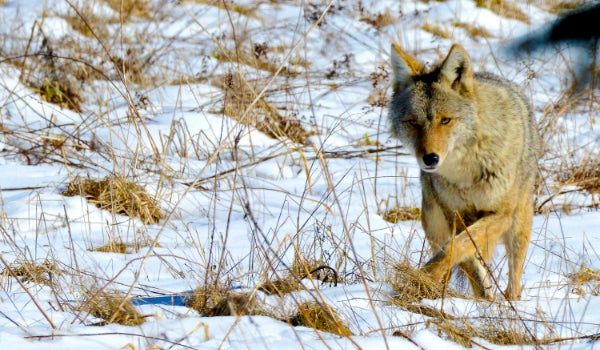 Coyote in the snow, picture by Alan Emery