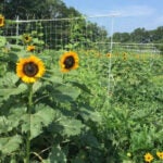 sunflowers in a field